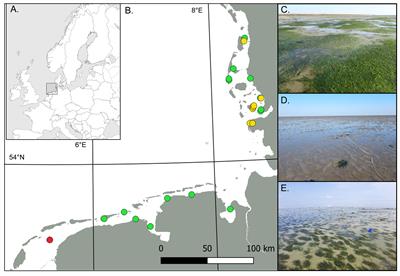 Restored intertidal eelgrass (Z. marina) supports benthic communities taxonomically and functionally similar to natural seagrasses in the Wadden Sea